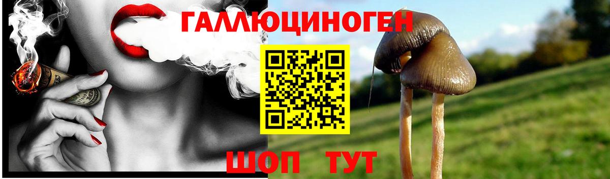 Псилоцибиновые грибы Psilocybine cubensis Щёкино